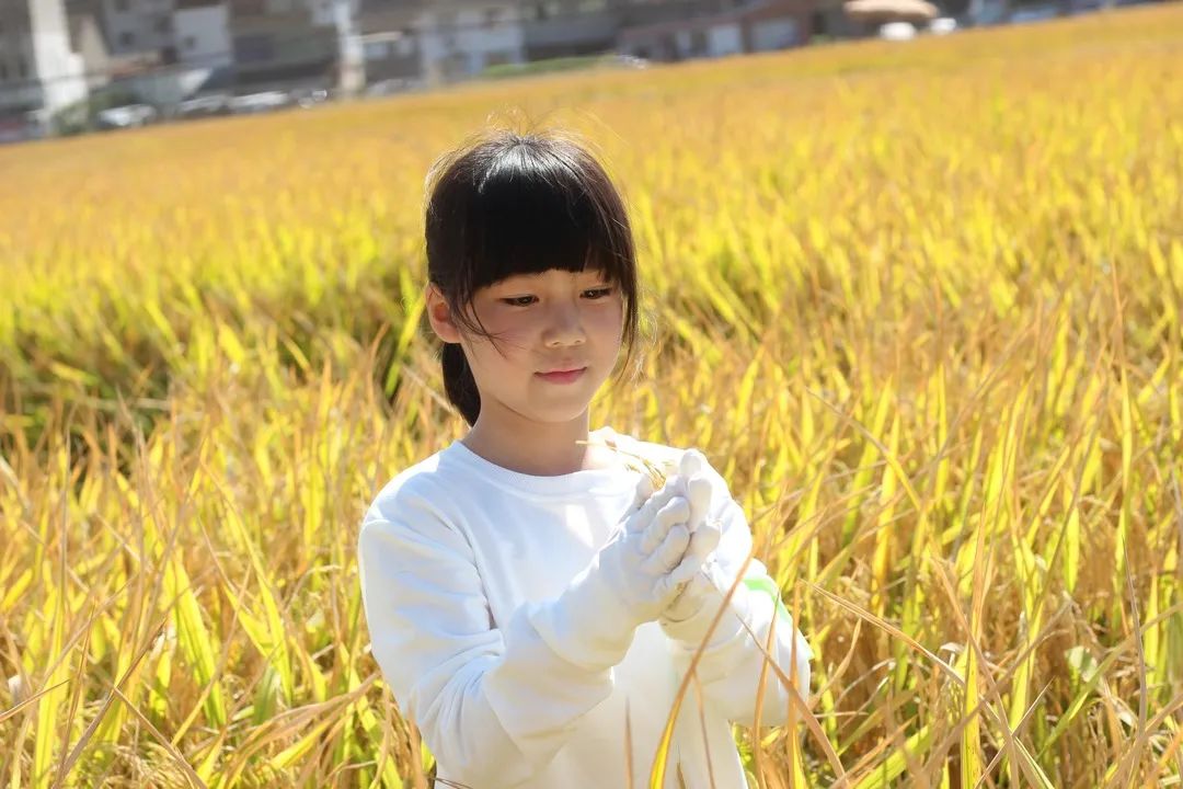 诗意·稻香 — “厉行节约,反对浪费”秋日主题研学活动 诗意·稻香 — “厉行节约,反对浪费”秋日主题研学活动
