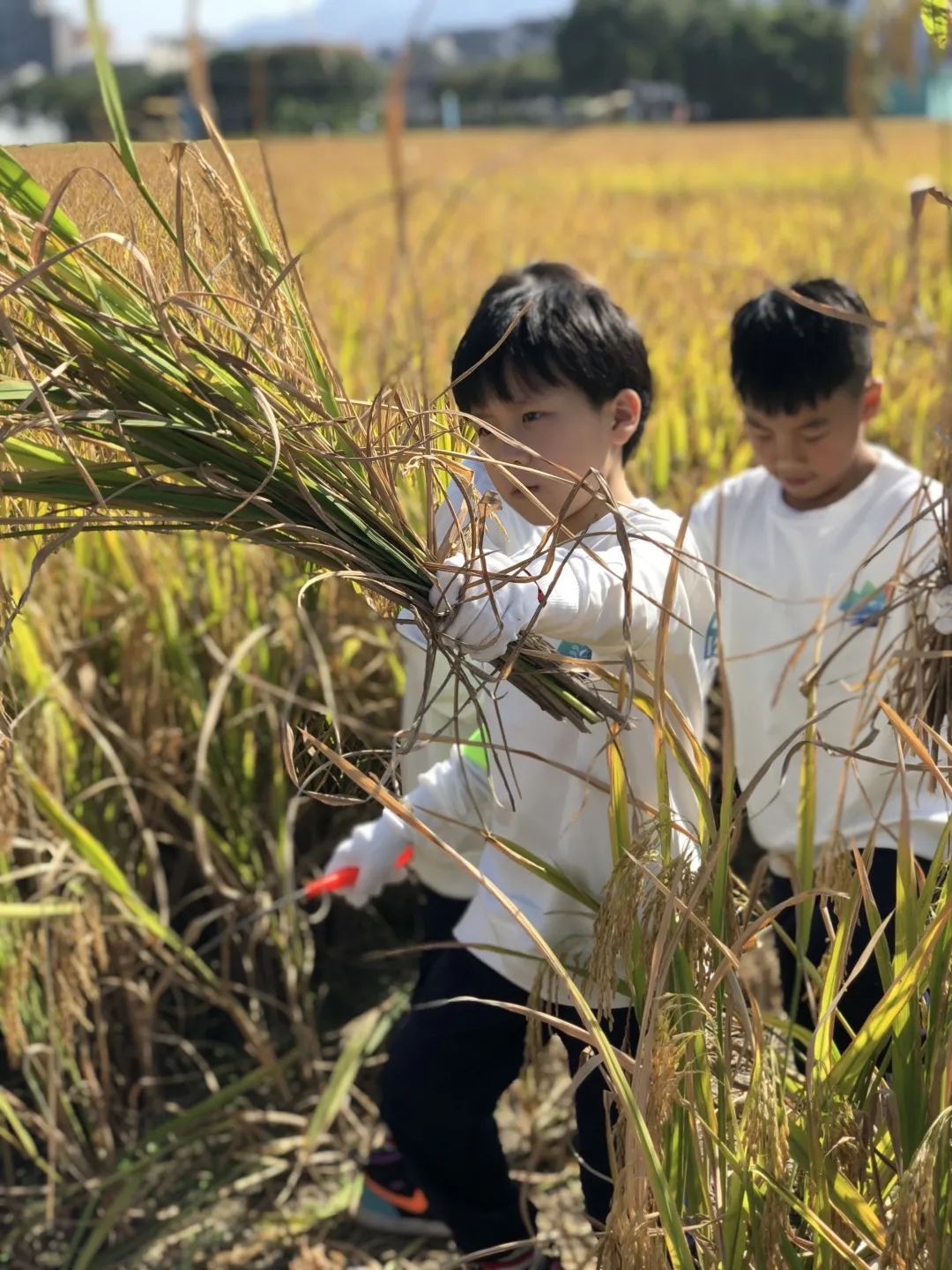 诗意·稻香 — “厉行节约,反对浪费”秋日主题研学活动 诗意·稻香 — “厉行节约,反对浪费”秋日主题研学活动