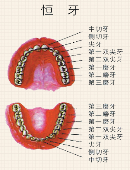 闪亮微笑从“齿”开始