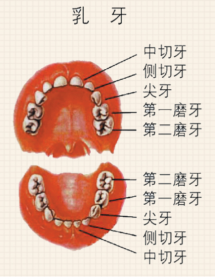 闪亮微笑从“齿”开始