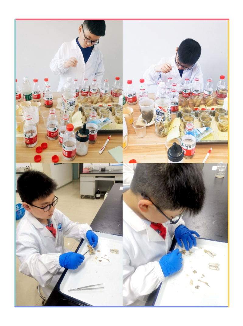 喜报|附小学子在市区“三小”评选中喜获佳绩！